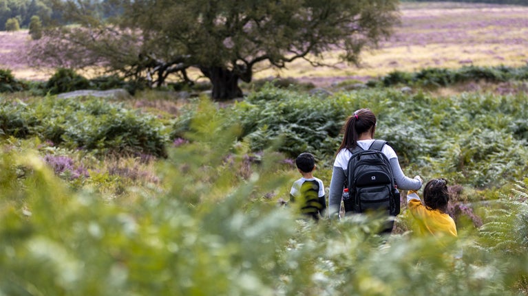 Visitors walking through heathland at Longshaw, Burbage and the Eastern Moors, Derbyshire